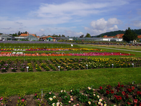 Probefeld Pillnitz mit Beetparzellen